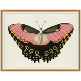 Pink and Gold Butterfly 1 43.25"w x 33.25"h